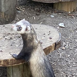 The Glass House - Domestic ferret 130924