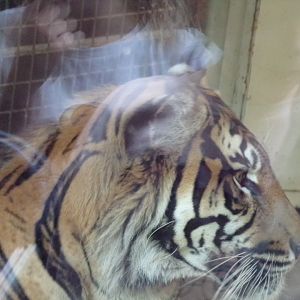 Sumatran tiger 17.7.23