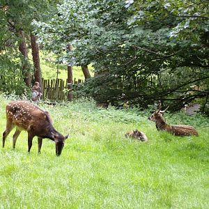Visayan spotted deer 17.7.23