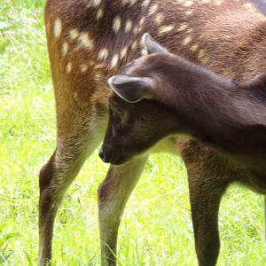 Visayan spotted deer 17.7.23
