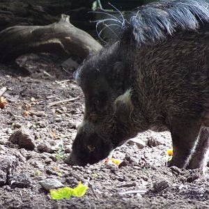 Visayan warty pig 17.7.23
