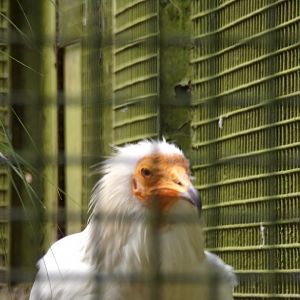 Egyptian vulture 17.7.23