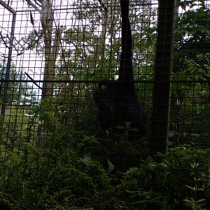 Buff cheeked gibbon feeding 17.7.23
