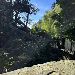 Red panda climbing 18.7.23