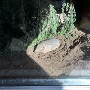 Hairy armadillo sunbathing 18.7.23