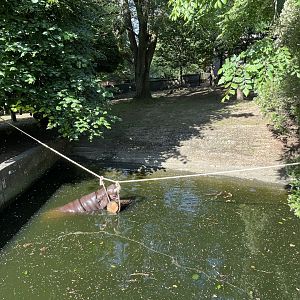 Pygmy hippo playing with enrichment 18.7.23