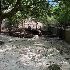 Pygmy hippo can’t climb over the log 18.7.23