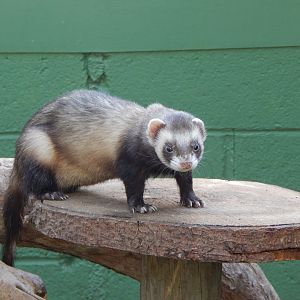 The Glass House - Domestic ferret 130924