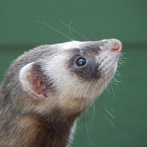 The Glass House - Domestic ferret 130924