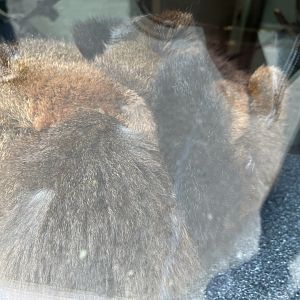 Red bellied lemurs at the glass 18.7.23