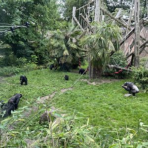 Chimpanzee troop 18.7.23