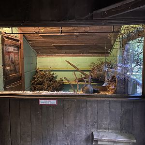 European polecat exhibit 130924