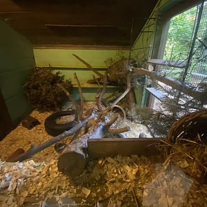 European polecat exhibit 130924