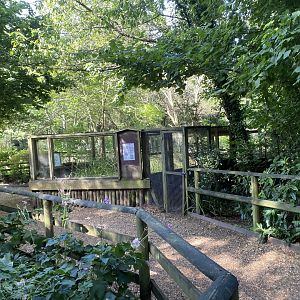 Burrowing owl exhibit 130924