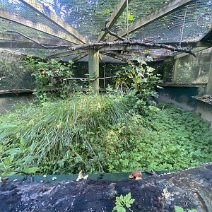 Burrowing owl exhibit 130924