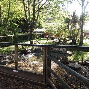 Asian small-clawed otter habitat 130924