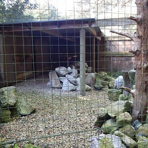 Snowy owl aviary 130924