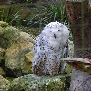 Snowy owl 130924