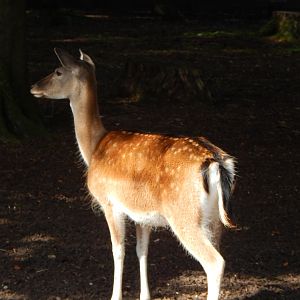Japanese sika deer 130924