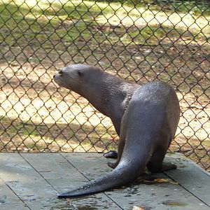 Giant otter 130924