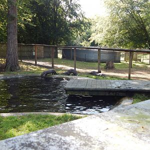 Giant otter habitat no.2 130924