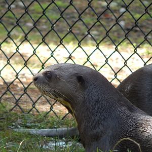 Giant otter 130924