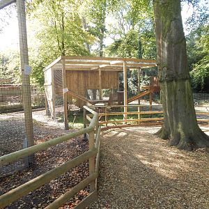 Scottish wildcat habitat 130924