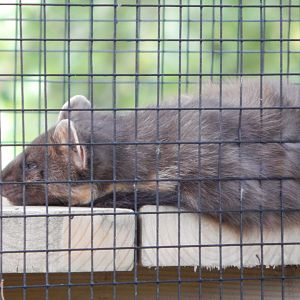 European pine marten 130924