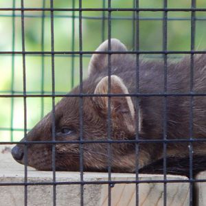 European pine marten 130924