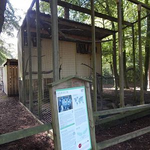 European eagle-owl aviary 130924