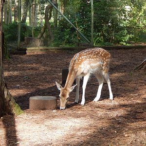 Common fallow deer 130924