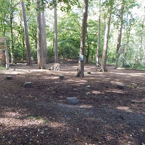 Common fallow deer habitat 130924
