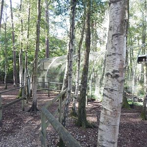 Western tawny owl aviary 130924