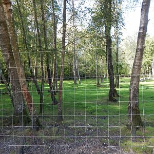 Scottish red deer habitat 130924