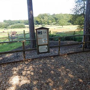 European lowland-bison habitat 130924