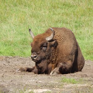 European lowland-bison 130924