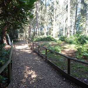 Red-necked wallaby habitat 130924
