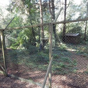 Northern lynx habitat 130924