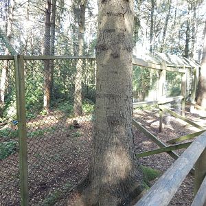 Northern lynx habitat 130924