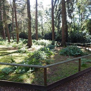 Red-necked wallaby habitat 130924