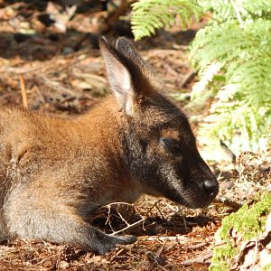 Red-necked wallaby 130924