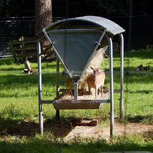 European mouflon habitat 130924