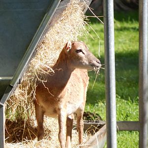 European mouflon 130924