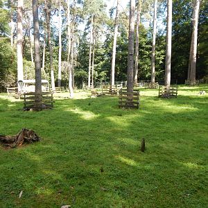 European mouflon habitat 130924