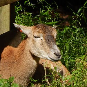 European mouflon 130924