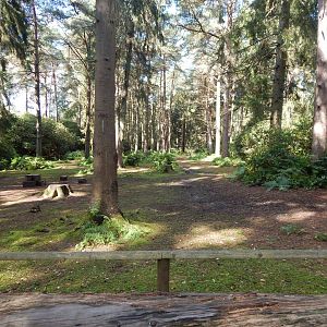 Red-necked wallaby habitat 130924