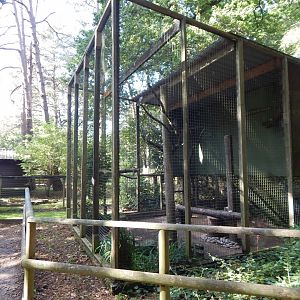 Eurasian great grey owl aviary 130924