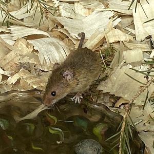 The Glass House - Eurasian harvest mouse 130924