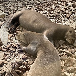 The Glass House - Giant otters