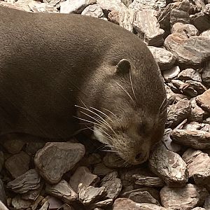 The Glass House - Giant otter 130924